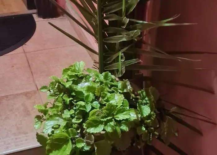 Tatil Evi Mgrahamhouse *